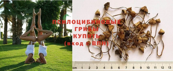 индика Белокуриха